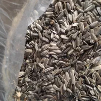 تخمه مناسب پرنده|لوازم جانبی حیوانات|تهران, بهمن یار|دیوار