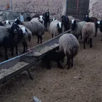 میش شال|حیوانات مزرعه|تربت جام, میان جام|دیوار