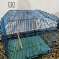 پرنده