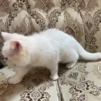 واگذاری و فروش بریتیش سفید اصیل|گربه|لنگرود, |دیوار