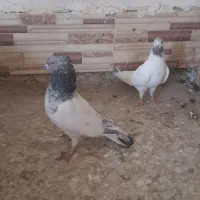 چاپی|پرنده|هیرمند, |دیوار