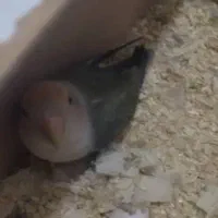 طوطی برزیلی|پرنده|شیراز, فاضل|دیوار