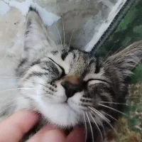 گربه دو ماهه