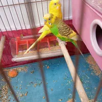 مرغ عشق جفت