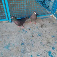 کفتر ماده سیاه بهبهونی دو کاکله|پرنده|شیراز, شهرک رضوان|دیوار