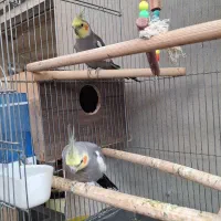 عروس هلندی اصل