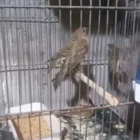 جوجه سهره گلی سرخ