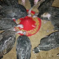 بوقلمون ۳ماهه نژاد انگلیس