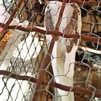 عروس هلندی البینو