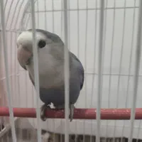 کوتوله دستی نر