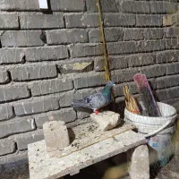 پولکی