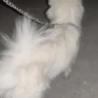 سگ گمشده|سگ|ایرانشهر, |دیوار