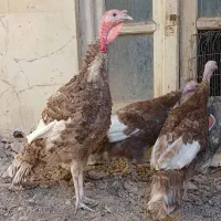 ۳ عدد بربون جوان|حیوانات مزرعه|لنجان, |دیوار