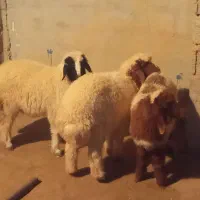 سه عده بره دوماده ویکی نر سالم وسرحال