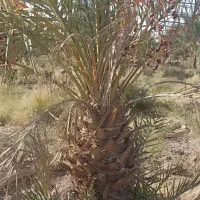 جونگ فروشی جاگردونی و کوچیک