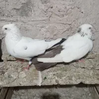 کبوتر|پرنده|باروق, |دیوار