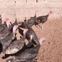 بوقلمون نر ۶ ماهه|حیوانات مزرعه|نیشابور, فردوسی جنوبی|دیوار