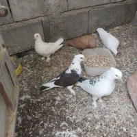 فروش