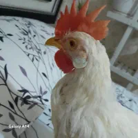 واگذاری خروس جوجو