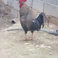 خروس|حیوانات مزرعه|گرمخان, |دیوار