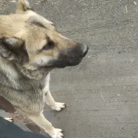 سگنگهبان|سگ|ملایر, |دیوار