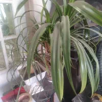 گل به دلیل کمبودجا