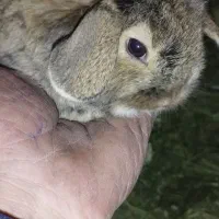 بچه خرگوش لپ هلندی|موش و خرگوش|پاوه, |دیوار