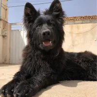 سگ ژرمن بلک 4 ماهه نر