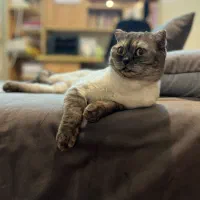 اسکاتیش فولد دختر، آماده جفت‌گیری|گربه|اصفهان, سپاهان‌شهر|دیوار