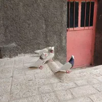 کبوتر طوقی|پرنده|هرسین, |دیوار