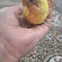 برزیلی سرلاکی