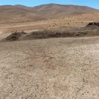 کود پوسیده گوسفندی