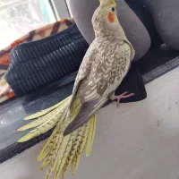 پرنده عروس هلندی