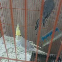 عروس معاوظه با کبوتر