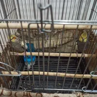 فروش عروس هلندی|پرنده|اشنویه, |دیوار