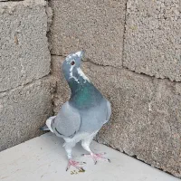 کفتر ماده پلاکی ذات مسافتی|پرنده|کربال, |دیوار