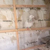 سرورنر|پرنده|چناران, |دیوار