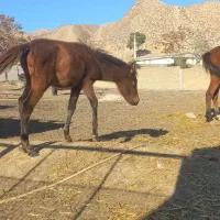 اسب ۲ساله با کره مادیون|اسب و تجهیزات اسبسواری|گلی داغ, |دیوار