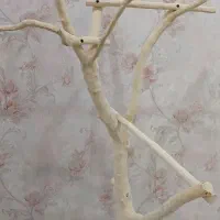 درختچه پرندگان