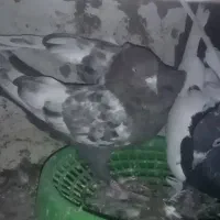 کبوتر