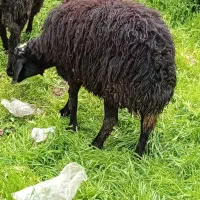 یک عدد گوسفندماده