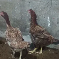 ۲ مرغ همراه با یک خروس