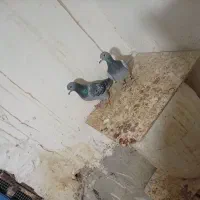 برک سینه سفید|پرنده|شیراز, جمال آباد|دیوار