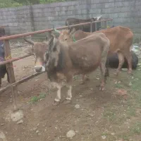 گاو محلی یکی جوان یکی  تقریبا پیر