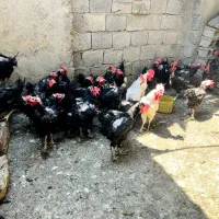 خروس|حیوانات مزرعه|برازجان, |دیوار
