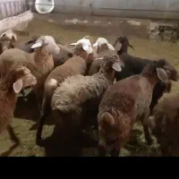 خرید فروش بره وگوسفند
