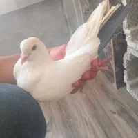 کبوتر