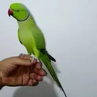 طوطیهثعاثاثالث