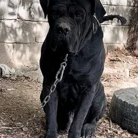 کن کورسو جهت کشش