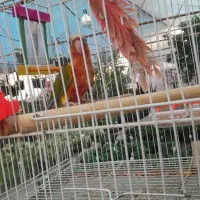 گرینچیک اناناسی رد اکستریم فول سرخ